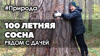 100 летняя сосна возле моей дачи (100 year old Pine tree)