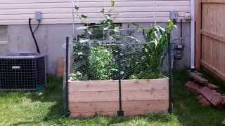 Around the Home: #14 June 2014 Garden Update