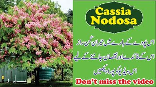 Cassia Nodosa plant care price \u0026 flowers 🌼🌹