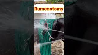 Rumenotomy