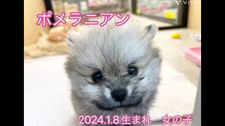 【マルワン横浜 港北NT店】毛量たっぷりモフモフポメラニアンちゃん♪