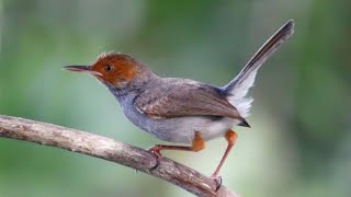 Suara Pikat Masteran Prenjak Kepala Merah Unik Gacor