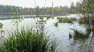 Осенний ПВД по Мещёрским лесам