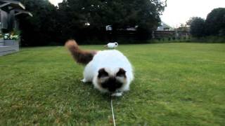 Crazy Fluffy birman Cats.