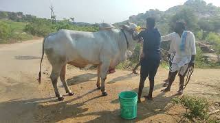 Kattamallisahu sowlahalli,guduru, karnool....in pagunta venkatapuram gadwal...