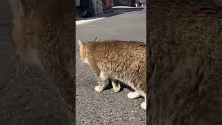 こっちにきたと思ったらフェイントかける猫がこちら#shorts #猫のいる暮らし #猫のいる生活 #猫 #おぶす