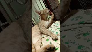 വൈകുന്നേരത്തെ കുളി കഴിഞ്ഞ് ഉറക്കം #cat #shortsvideo