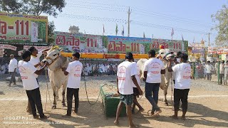 రెంటచింతల గ్రామము సినియర్స్ 1వ జత MKM బుల్స్ COMIND మక్కేనా.కోటేశ్వరరావు గారు బసవ_షాడో