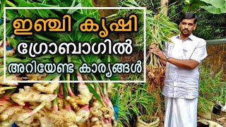 ഇഞ്ചി കൃഷി ഇത്ര എളുപ്പമോ | Ginger in grow bags | How to plant Ginger | Inji Krishi| Ente Krishiyidam