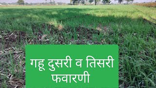 गहू पिकासाठी दुसरी व तिसरी फवारणी#agriculture#wheat