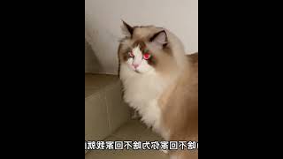 布偶猫出去玩，想流浪，不想回家了 #007