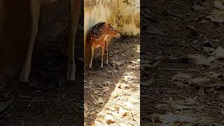 হরিণের জীহ্বা | Deer Tongue