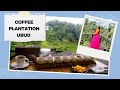 WORLD’S BEST COFFEE? Ubud | Bali Coffee culture| Ubud coffee plantation tour