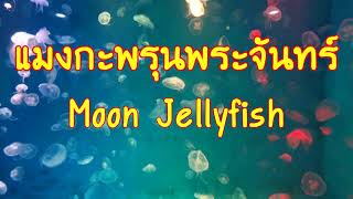 Moon Jellyfish แมงกะพรุนพระจันทร์