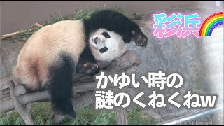 【かいかい彩浜🌈】掻いてる時のくねくねが謎のかわいさだったw【お姉ちゃんパンダ】Giant Panda -Saihin-