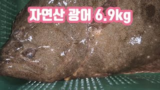 자연산 대광어!!1마리6.9k대박