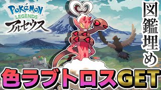 【レジェアル】解禁された色違いのラブトロスをGETする #1【Pokémon LEGENDS アルセウス】