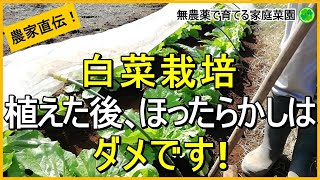 【白菜栽培】大きくなったらやるべき作業を解説【追肥・土寄せ・害虫対策】【有機農家直伝！無農薬で育てる家庭菜園】　23/10/17