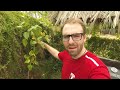 apple abundance growing a pink lady apple tree in phoenix az