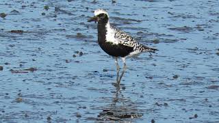 ◎ Black-bellied Plover ダイゼン