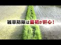 藻類・表層はく離・雑草対策に！初期除草剤『先陣』参上！