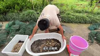 老公今天收获8斤鳝鱼，2斤龙虾🦞，4斤泥鳅，卖了300多块#vlog #乡村生活 #农村 #农村生活 #记录真实生活 #日常