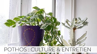 🌿 AVOIR UN BEAU POTHOS | CULTURE \u0026 ENTRETIEN DU POTHOS 🌿