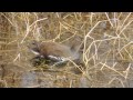 バンの若鳥と幼鳥