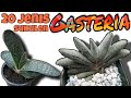 20 Jenis Sukulen Gasteria | Kembaran Haworthia