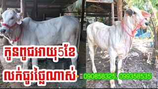 (គោរលក់បាត់ហើយ)​ កូនមេពូជលក់អាយុ5ខែទីតាំងខេត្តកំពត