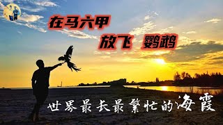 爱情鸟与金刚鹦鹉放飞，看看马六甲世界最长最繁忙的海峡。#跟着老哥休闲 #鹦鹉 #放飞 #放飞鹦鹉 #马六甲海峡 #freefly #parrot