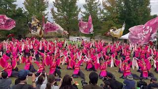 京都よさこい連心粋『天桜 (てんか) 』／おんさいEXPO 2024（2024/10/27）@ぎふ清流里山公園 サブ会場