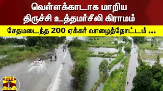 வெள்ளக்காடாக மாறிய திருச்சி உத்தமர்சீலி கிராமம் - சேதமடைந்த 200 ஏக்கர் வாழைத்தோட்டம் ...