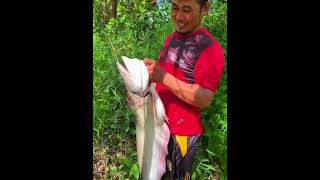 មួយសំណាញ់នេះគ្រប់ទឹកល្មម#fishing #fishingvideo