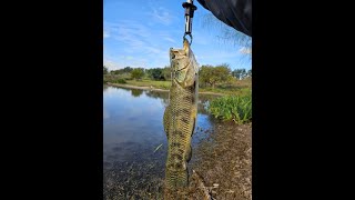 PESCA DE CHILL , ´TARARIRAS Y TORTUGAS´ #001 #fishing  #pesca #traíras #señuelos #lurefishing #pov