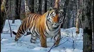 Famous Amur Tiger: Wandashan No.1