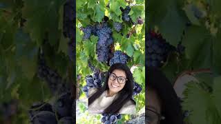 purple grapes 🍇good for the health #viral short vedio