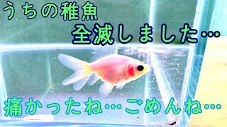 金魚飼育２年目での大失敗。稚魚の全滅。