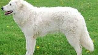 Heartwarming Video of Kuvasz: HD Quality