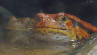 カエル・上野動物園