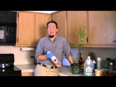 How to Naturally Kill Gnats & Bugs on House Plants How to Naturally Kill Gnats & Bugs on House Plants
