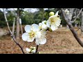 うめがちらほら咲き始めた長居植物園