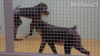 Mandrill マンドリルのニードとしずか同居始まる