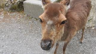 人懐っこいニホンジカ　Sika deer 2018 0505