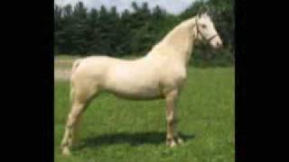 Typey talented CREMELLO Morgan Mare for sale