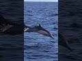 dolphin shorts 4k video