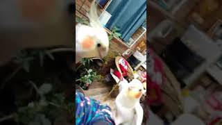 A cockatiel command partners: Do not sing, you shut up! Another bird: Do not! I want to sing!