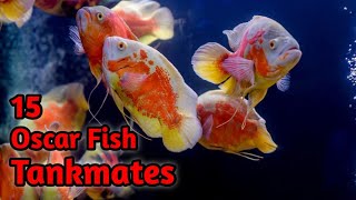 Top 15 Oscar Fish Tankmates