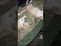 тварини_у_війну Дякуємо за службу 🐈😊🇺🇦