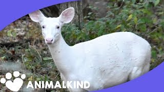 White deer intrigues nature lovers